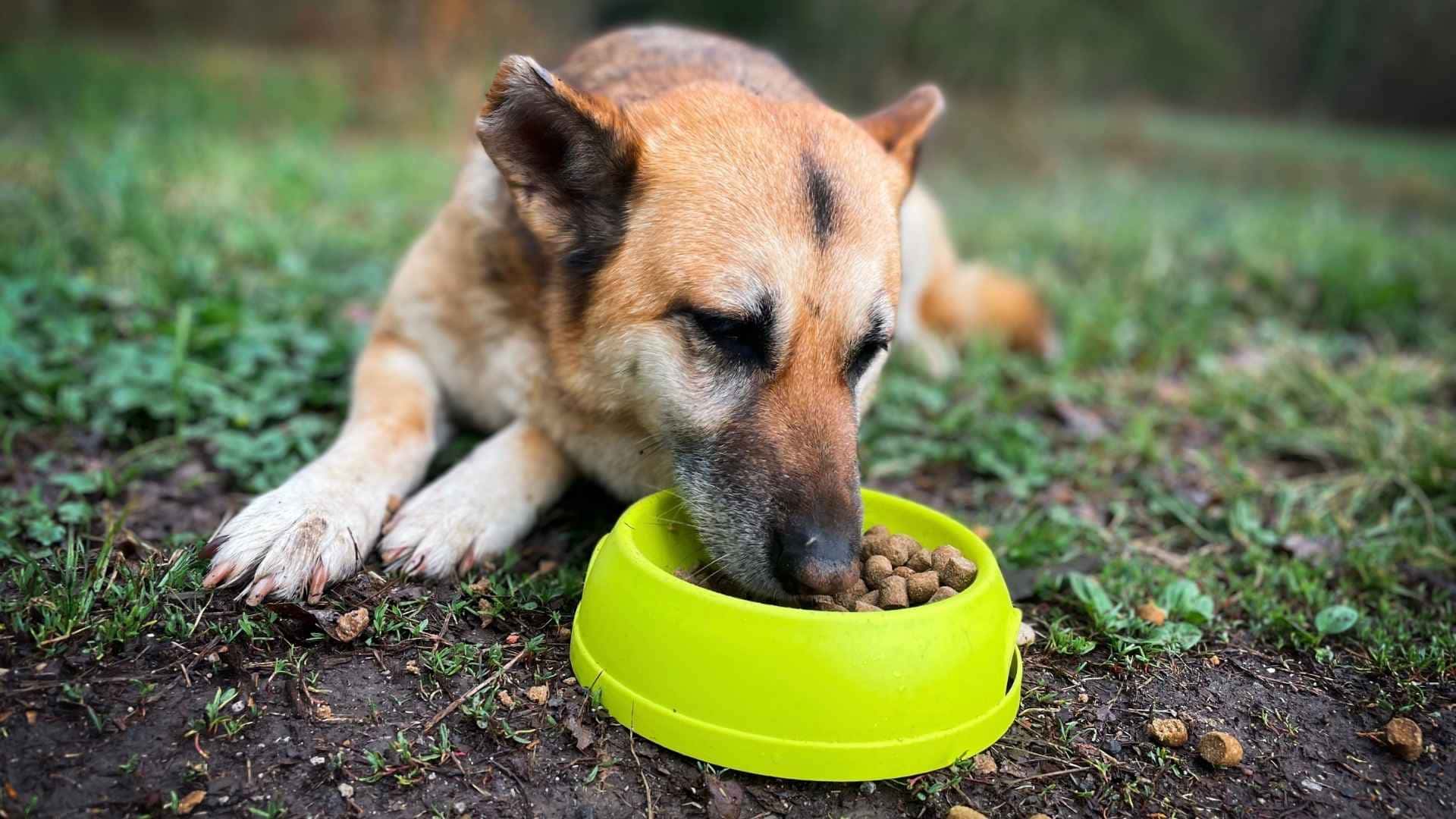 Perro senior alimentación